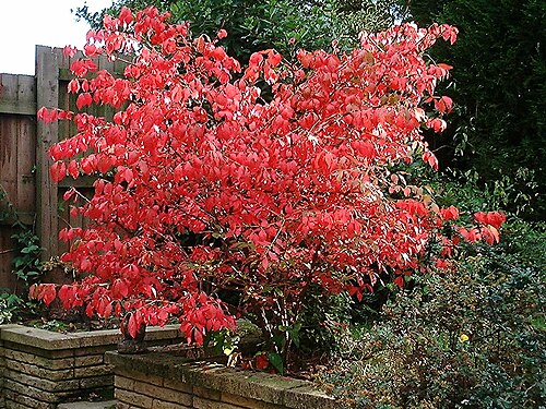 Burningbush: Euonymus alatus compactus in autumn colour