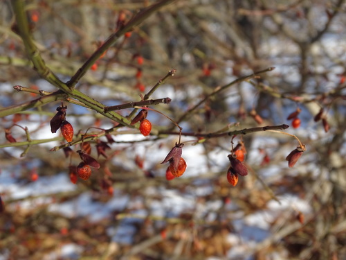 Burningbush (Euonymus alatus)