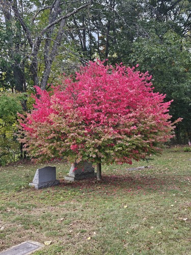 Burningbush (Euonymus alatus)