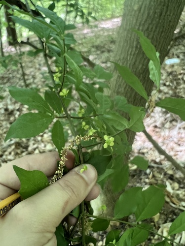 Burningbush (Euonymus alatus)