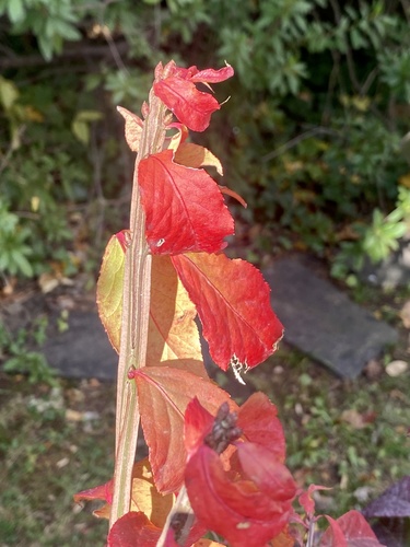 Burningbush (Euonymus alatus)