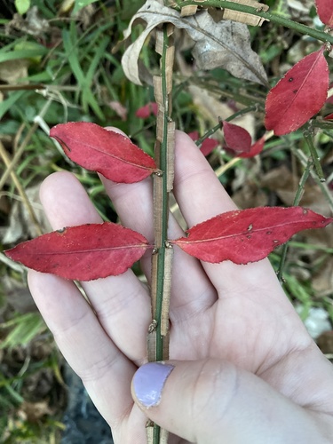 Burningbush (Euonymus alatus)