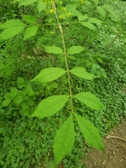 Burningbush (Euonymus alatus)