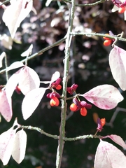 Burningbush (Euonymus alatus)