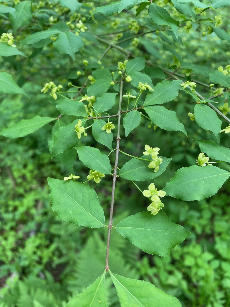 Burningbush (Euonymus alatus)