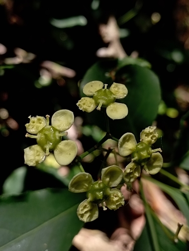 Euonymus carnosus (Euonymus carnosus)