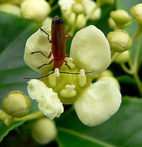 Euonymus carnosus: Photo of Euonymus carnosus with beetle at the UBC Botanical Garden in Vancouver