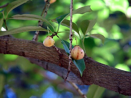 Euonymus carnosus: Location taken: The United States National Arboretum, Washington DC. Names: Euonymus carnosus Hemsl., Fleshy-Flowered Spindletree, 厚葉衛 Classification: Plantae >