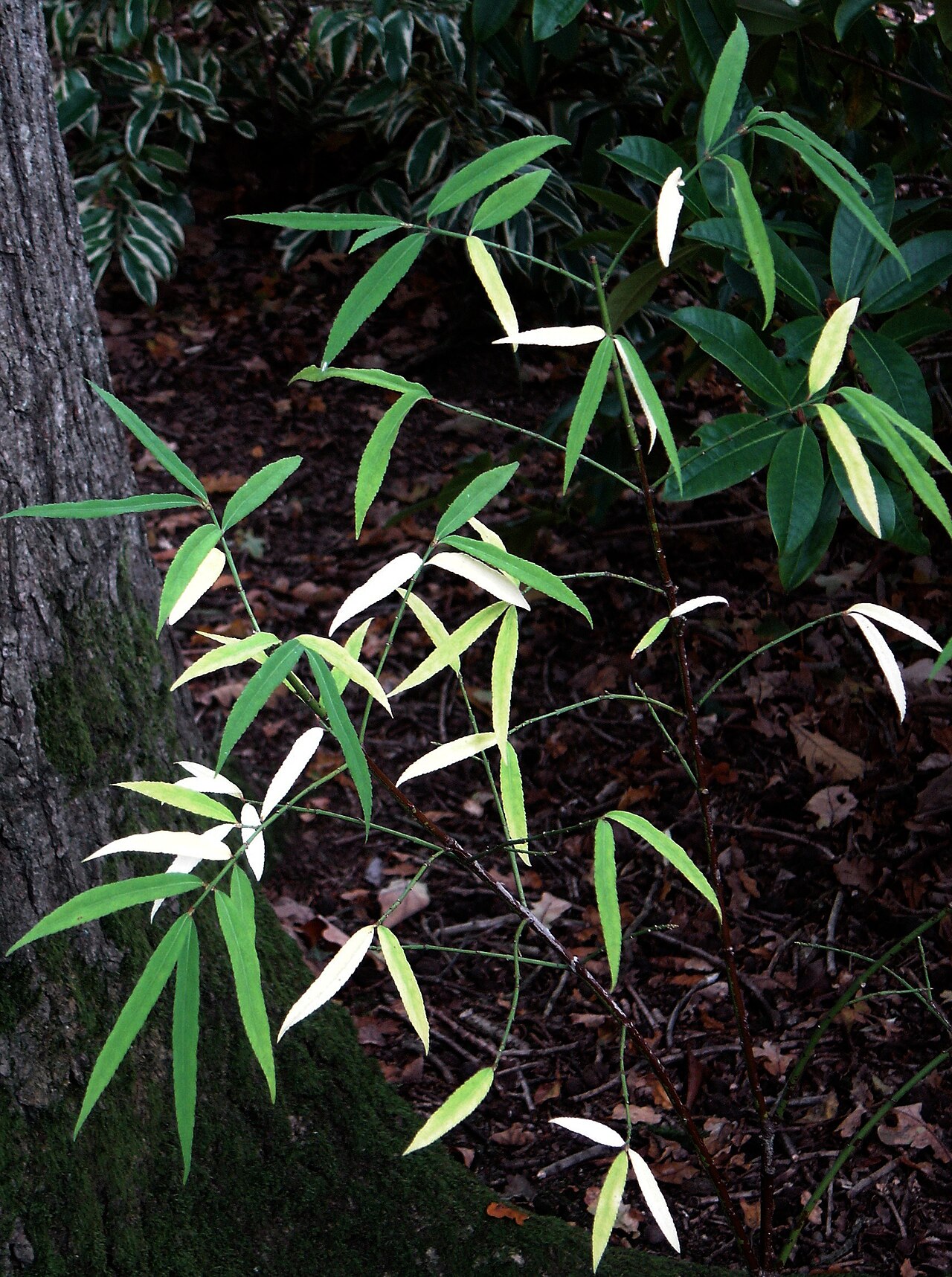 Euonymus cornutus: This species does not colour brightly like other deciduous Euonymus but the leaves turn this very pale lemon white before they drop, which accentuates the delic