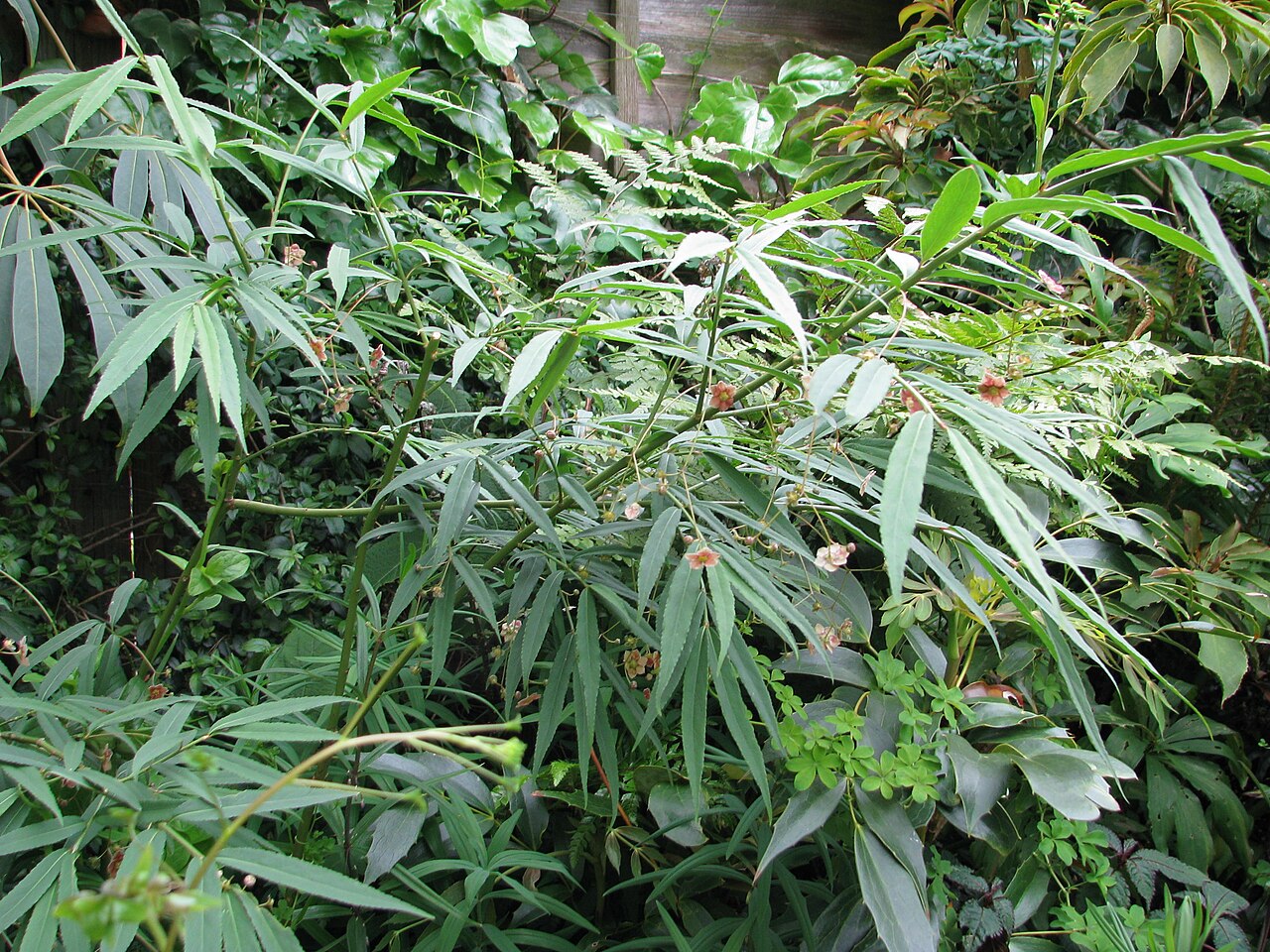 Euonymus cornutus: Euonymus cornutus quinquecornutus