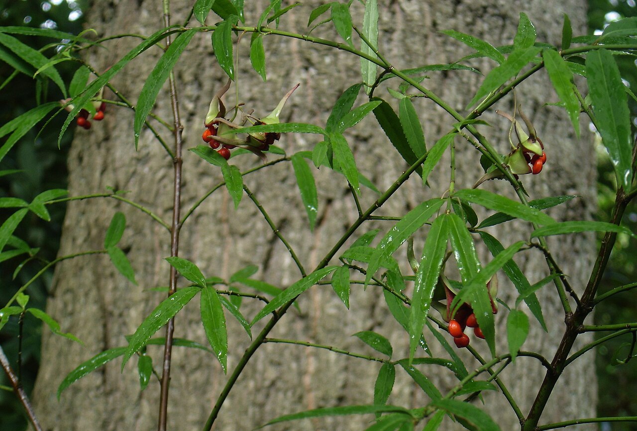 Euonymus cornutus: Euonymus cornutus quinquecornutus