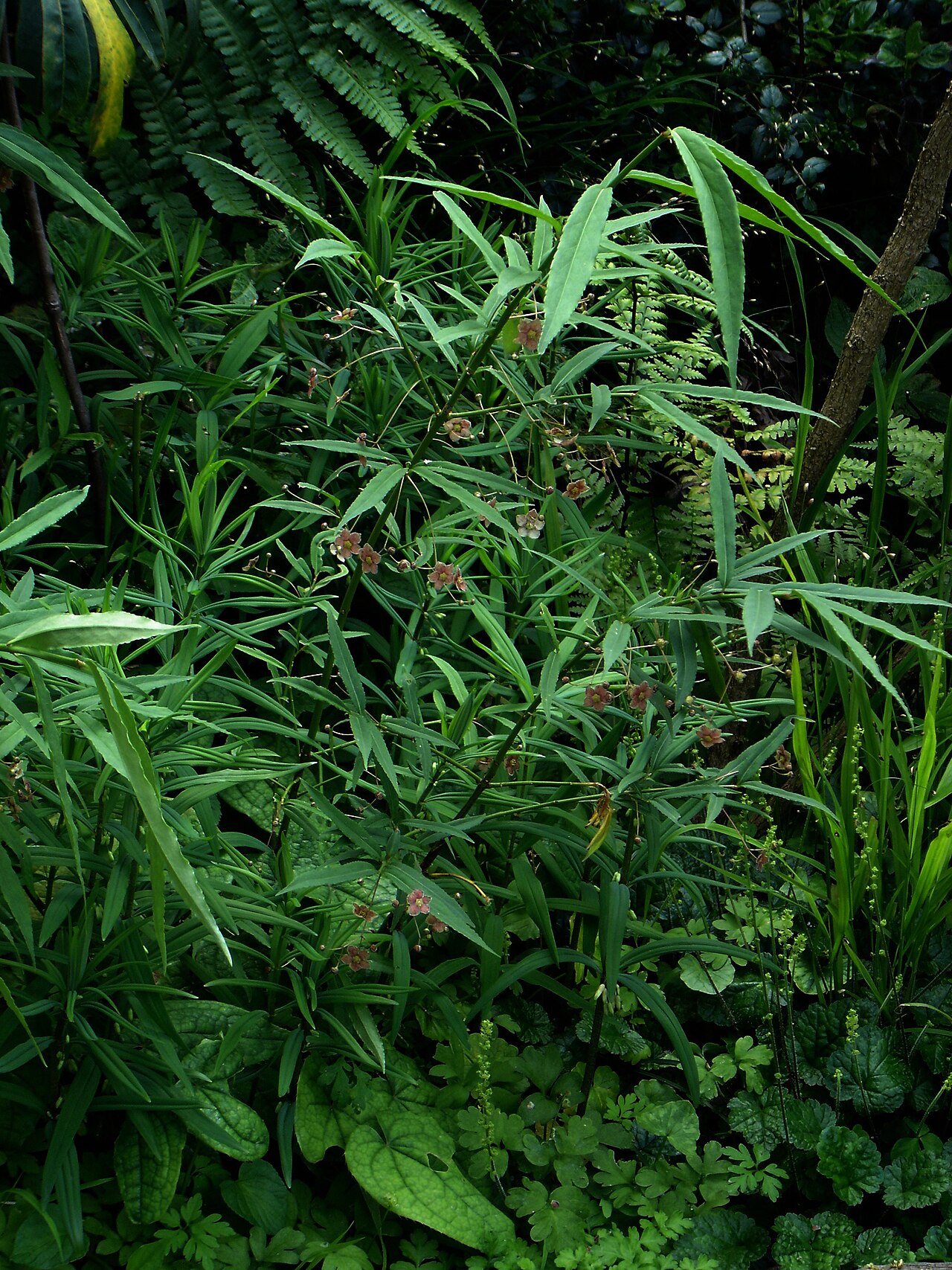 Euonymus cornutus: Euonymus cornutus quinquecornutus