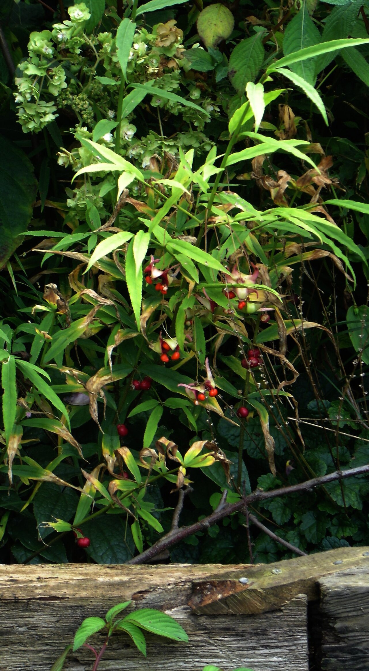 Euonymus cornutus: Euonymus cornutus and Polygonatum fruits