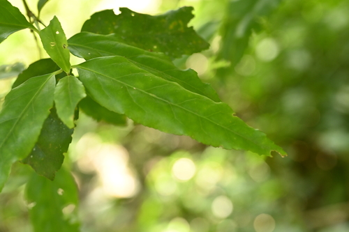 Euonymus echinatus (Euonymus echinatus)