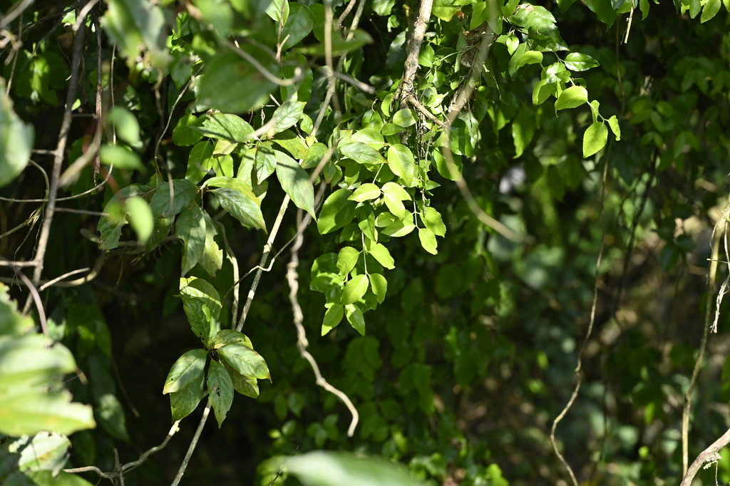 Euonymus echinatus (Euonymus echinatus)