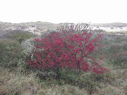 European spindletree: Spindle