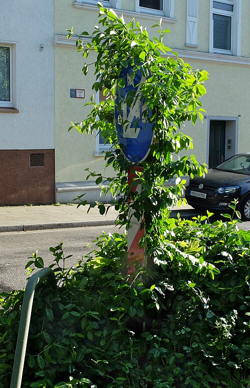European spindletree: Verkehrsschild als Kletterhilfe für ein "Grünzeug"