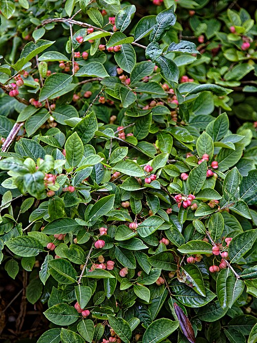 European spindletree: Euonymus europaeus , the spindle, Spindle tree, European spindle, or common spindle, at Highdown Gardens , in Worthing , West Sussex , England. Mobile device vi