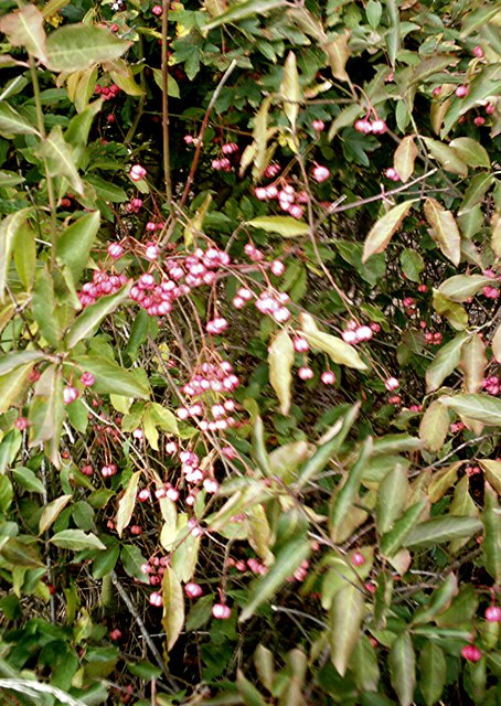 European spindletree: Euonymus europaeus - Fruit The bright pink capsules of the Spindle Tree. A rarity hereabouts preferring chalk soils.