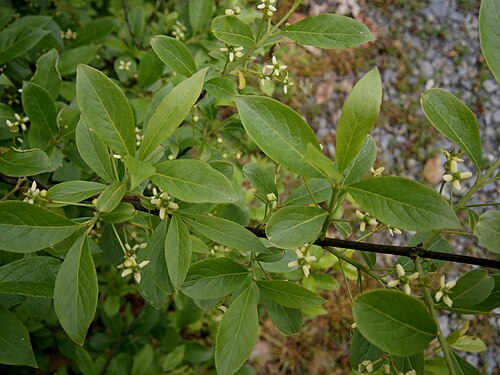 European spindletree: Euonymus europaeus