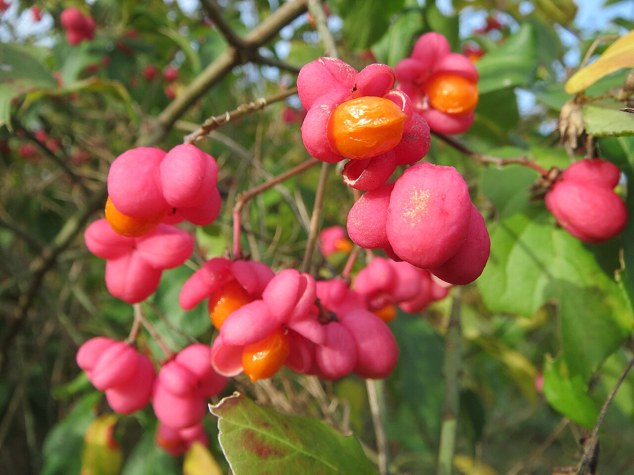 European spindletree: Pfaffenhütchen ( Euonymus europaeus ) in Hockenheim