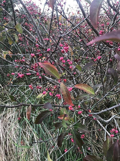 European spindletree: Spindle