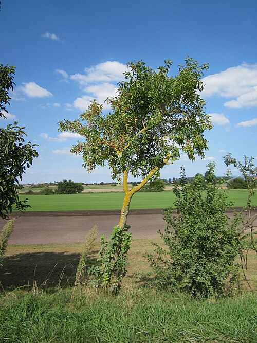European spindletree: Pfaffenhütchen (Euonymus europaeus) bei Reilingen