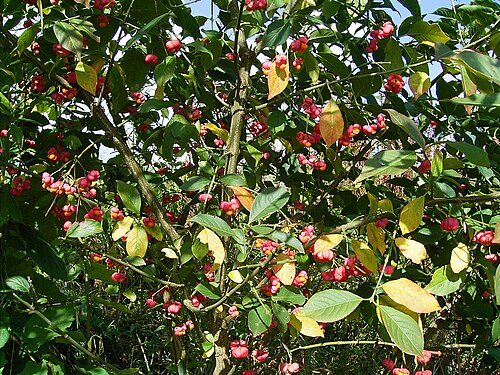 European spindletree: Euonymus europaeus