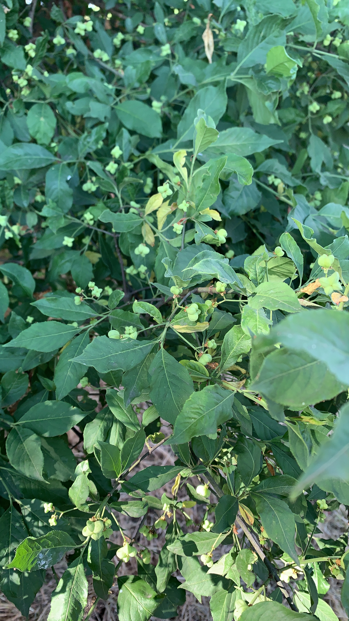 European spindletree: Spindle