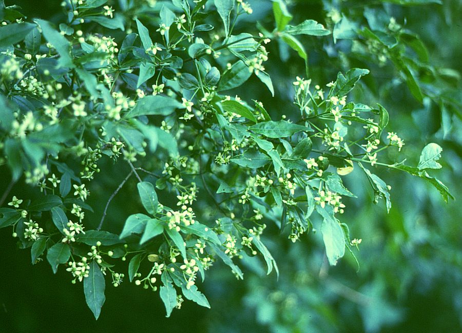 European spindletree: Gewöhnlicher Spindelstrauch ( Euonymus europaeus L.), Baumwürgergewächse (Celastraceae) Österreich/Austria/Autriche: Niederösterreich, Wienerwald, Hermannskogel