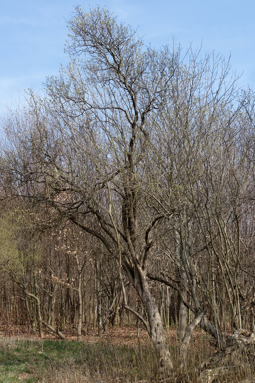 European spindletree: Euonymus europaeus; a tree