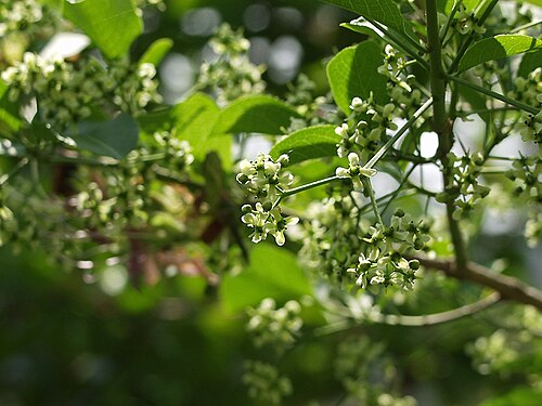 Hamilton's spindletree: ニシキギ科 マユミ （檀） 撮影場所：鬼北町