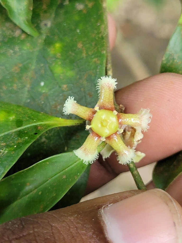Euonymus indicus (Euonymus indicus)