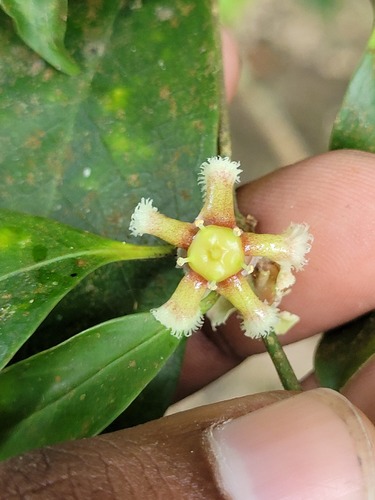 Euonymus indicus (Euonymus indicus)