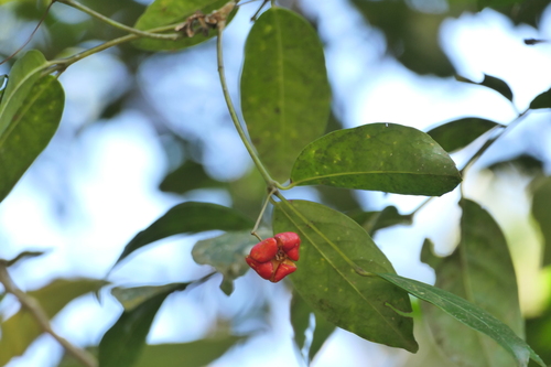 Euonymus indicus (Euonymus indicus)
