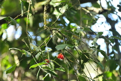 Euonymus indicus (Euonymus indicus)