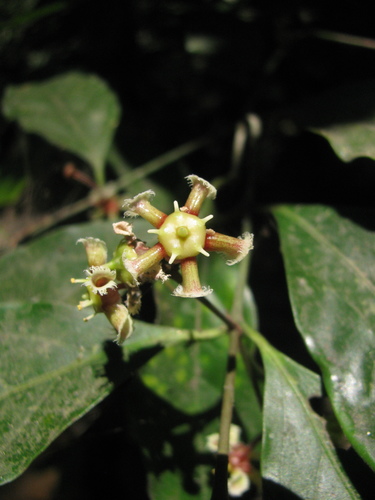 Euonymus indicus (Euonymus indicus)
