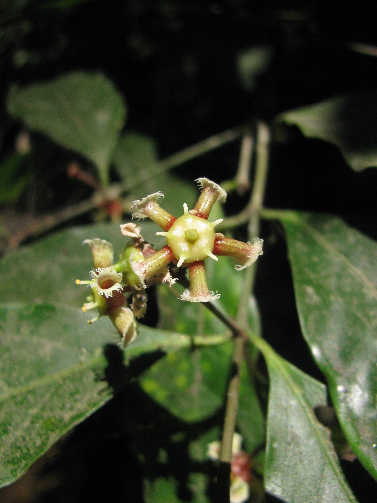 Euonymus indicus: A small tree and endemic to Western Ghats, India and is found in low elevation wet evergreen forests. Belongs to Family Celastraceae