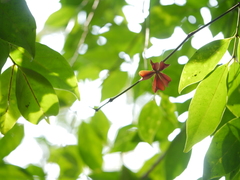 Euonymus indicus (Euonymus indicus)