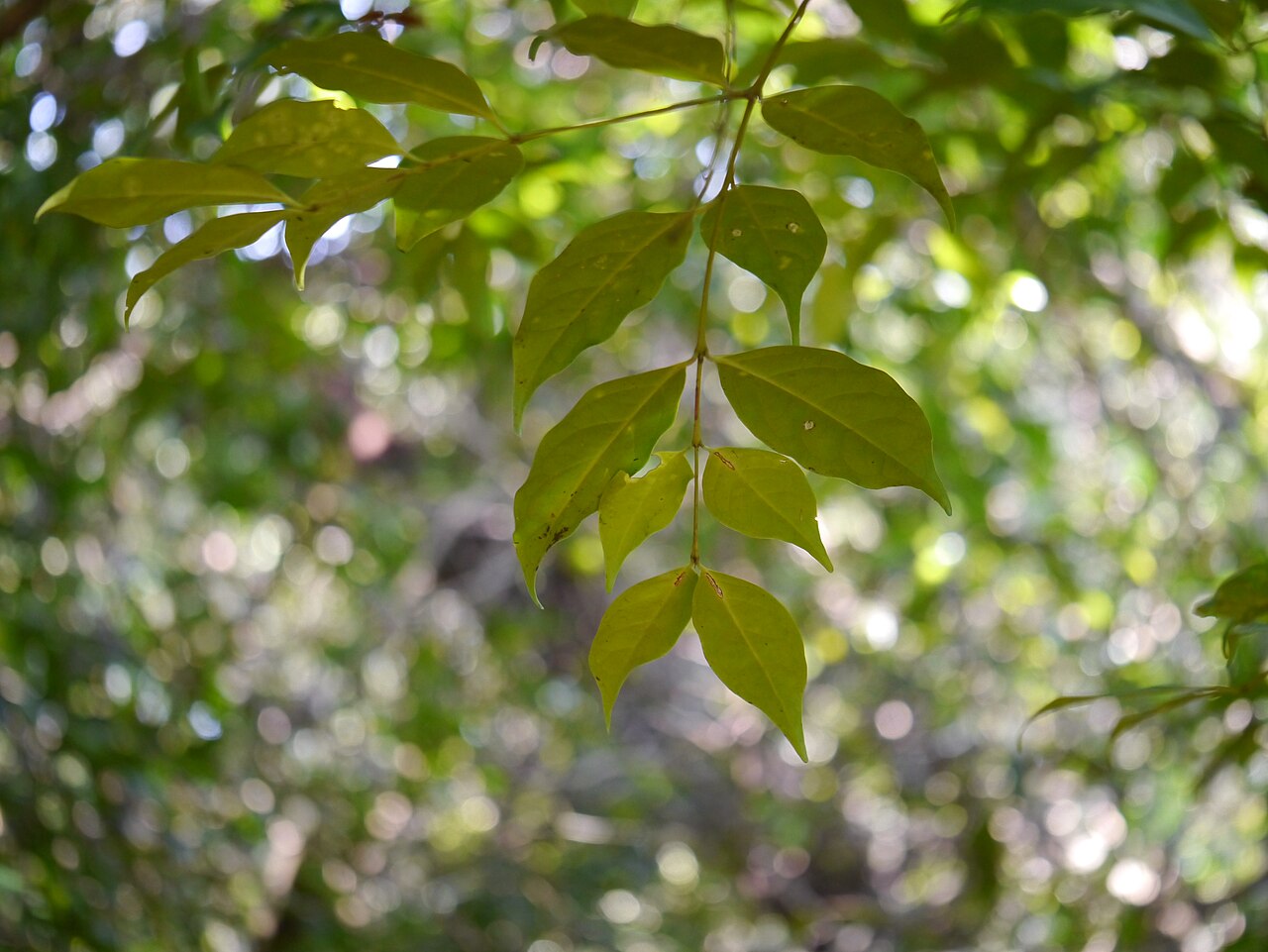 Euonymus indicus: Euonymus indicus B.Heyne ex Wall.