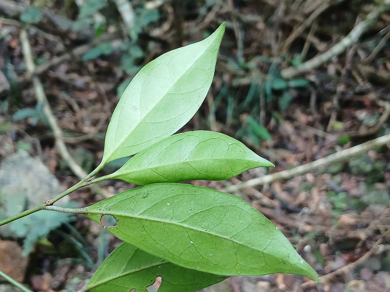Euonymus indicus: Indian spindle tree