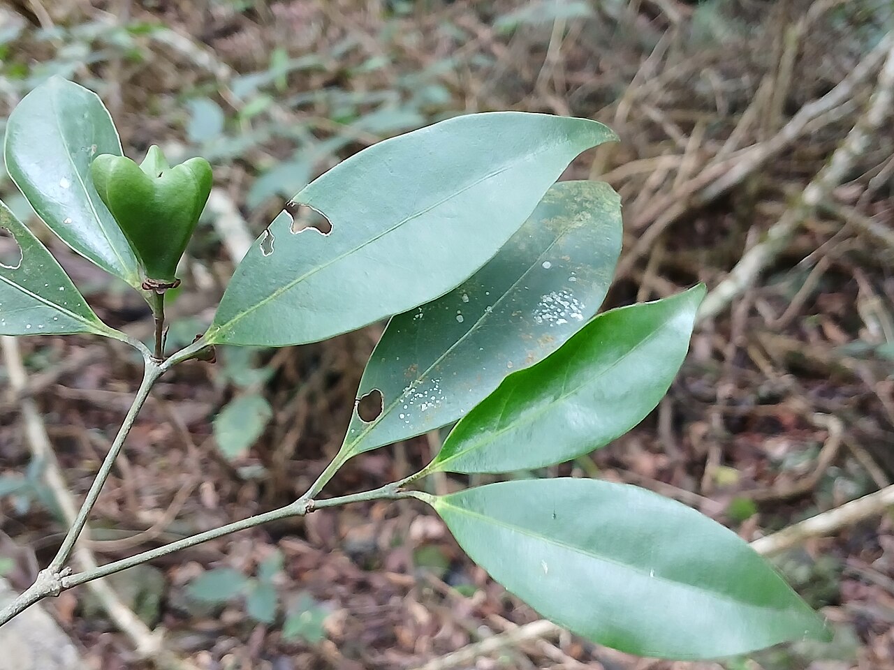 Euonymus indicus: Indian spindle tree