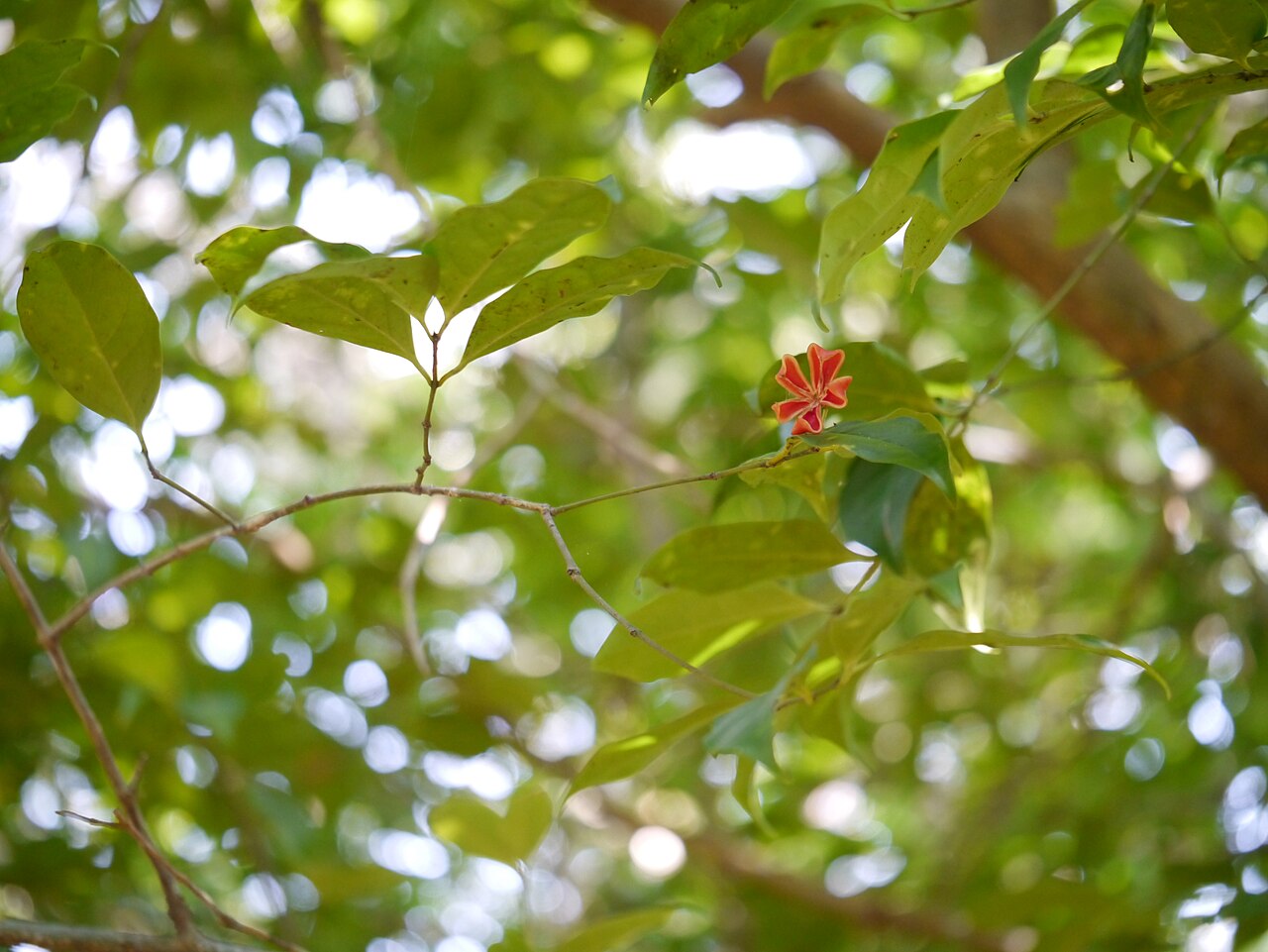 Euonymus indicus: Euonymus indicus B.Heyne ex Wall.