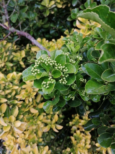 Japanese spindletree (Euonymus japonicus)