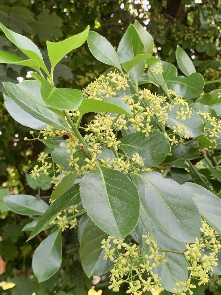 Japanese spindletree (Euonymus japonicus)