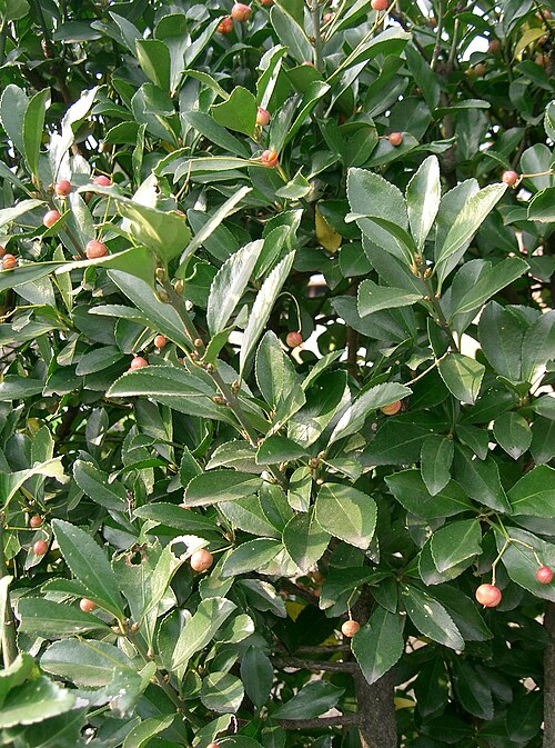 Japanese spindletree: Euonymus japonicus