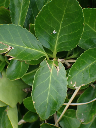 Japanese spindletree (Euonymus japonicus)