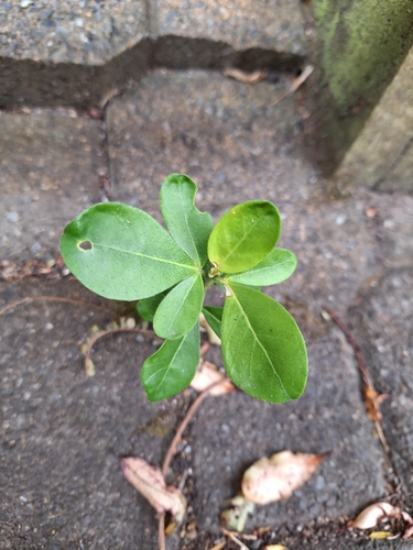 Japanese spindletree (Euonymus japonicus)