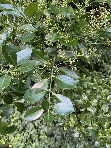 Japanese spindletree (Euonymus japonicus)