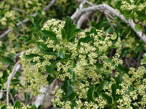 Japanese spindletree (Euonymus japonicus)